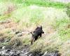 Un cinghiale visto in pieno giorno nel centro del paese di Loctudy