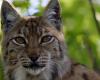 50 anni fa, la lince boreale fu reintrodotta in Svizzera, nel cuore di Creux-du-Van (NE) – rts.ch