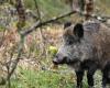 Per “accontentare i bambini”, una coppia tiene per un anno un cinghiale: l'animale viene soppresso