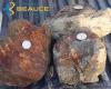 Champs D’Or En Beauce scopre nuovi affioramenti mineralizzati che si allineano con la struttura antiforme del “Saddle Reef”