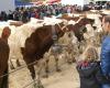 Grande Fiera di Saint-Martin a Seyssel, una delle più importanti della zona!