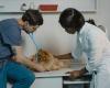 La sterilizzazione è pericolosa per la salute del cane?