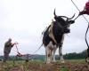 VIDEO – Trazione bovina in Francia: rinascita di una pratica agricola ancestrale