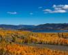 Alla scoperta del Pando, l’albero forestale più antico del mondo