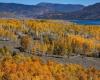 Pando, una foresta composta da un unico albero, uno degli esseri viventi più antichi della Terra