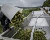 Il clima ha pesato sul raccolto in Francia, in calo del 23%