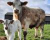 La Creuse brilla nel concorso interdipartimentale Charolais, una settimana prima della fiera Boussac