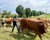 La Ferme de l'Arche, una delle ultime aziende zootecniche della Val-d'Oise