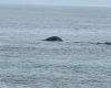 Una balena morta viene ritrovata sulla costa di Réville, nel Canale della Manica