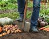 Devi completare queste attività di giardinaggio a novembre