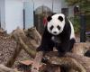 Ultimo giorno per salutare i tre giovani panda giganti allo zoo belga Pairi Daiza