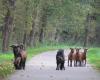 Abbandonate e abbandonate a se stesse, queste capre hanno trovato rifugio in questo villaggio dell'Oise