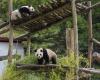 È l’ultimo giorno per ammirare Bao Di e Bao Mei, i panda nati in Belgio