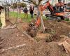 Villeneuve-sur-Lot: alberi sradicati per spostarsi qualche metro più in là