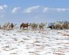 Immagini sorprendenti di un deserto coperto di grandine e neve in Arabia Saudita