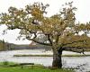 L'albero più bello di Francia è quello dell'Abbazia di Saint-Maurice a Clohars-Carnoët?