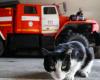 I vigili del fuoco salvano un gatto caduto in un contenitore di vetro