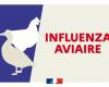 Influenza aviaria: primo caso rilevato ad Allier – Comunicati stampa 2024 – Comunicati stampa – Notizie