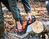 Landes: Jonathan Crabos, taglialegna, un professionista appassionato al servizio della foresta