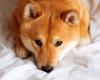 Shiba Inu, Dogecoin ritraccia a doppia cifra mentre il rally si raffredda, liquidazioni fino a $ 900 milioni