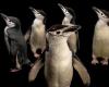 Questi genitori di pinguini sopravvivono con micro-sonnellini di 4 secondi