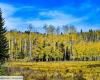 Scopri “Pando”, un organismo vivente di 43 ettari che si ritiene abbia tra i 16.000 e gli 80.000 anni (uno dei più antichi del mondo!)