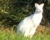 Un wallaby bianco vaga liberamente in una città della Vandea