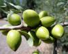 Il Marocco scommette sull’albero di argan