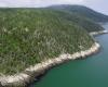 Una foresta “dagli alberi contorti” ora protetta a La Malbaie