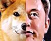 DOGE: abbandonata definitivamente la causa contro Elon Musk riguardo Dogecoin