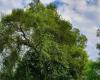 “Rappresentiamo l'Île-de-France”, questa cittadina della Senna e Marna candidata all'albero dell'anno