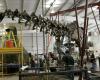 Scheletro di dinosauro gigante venduto in Francia per 4,7 milioni di euro