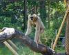 A Lione, 16 associazioni chiedono a Grégory Doucet di chiudere lo zoo della Tête d’Or