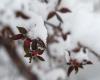 Allerta meteo invernale negli Stati Uniti, dove nel fine settimana potrebbe verificarsi neve