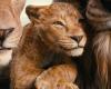 Il trailer finale di “Mufasa: Il Re Leone” presenta un’avventura epica: guardalo qui