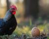 L’uovo o la gallina? La domanda che Aristotele si pose più di 2.300 anni fa potrebbe aver appena trovato la sua risposta