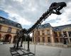 Info RTL – Yvelines: Uno scheletro di dinosauro gigante venduto per 6 milioni di euro