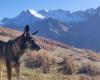 la padrona del cane ucciso da un lupo scout chiede un cambiamento nelle regole durante le riprese di campionamento