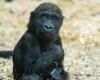 Cucciolo di gorilla muore a causa di un errore umano allo zoo di Calgary