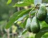 Coltivazione di avocado in Marocco: un rapporto ambientale spiega l’impatto sulla carenza idrica – Consonews