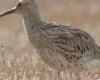 Confermata l’estinzione di un uccello visto l’ultima volta in Marocco