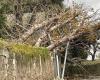 Tempesta Caetano. Albero caduto, tetti danneggiati… Quasi 400 interventi dei vigili del fuoco nell'Angiò