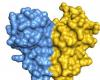 ADAR1, un enzima la cui associazione a coppie influenza l’editing dell’RNA