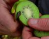 kiwi, un toccasana vitaminico per l'inverno