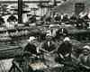 Come la pesca “sfruttata” delle sardine di Douarnenez ha costretto i datori di lavoro a piegarsi