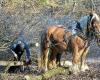 Nelle foreste della Nièvre, i cavalli talvolta sostituiscono le macchine