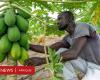 Fosfato di calce: il Senegal può approfittarne per stimolare la propria agricoltura?