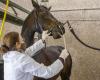 Il virus che uccide i cavalli avanza nella Francia occidentale, Paris Horse Show sotto sorveglianza