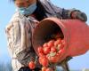 Dietro le salse di pomodoro etichettate in Italia, i prodotti cinesi e il lavoro forzato degli uiguri