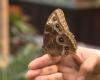 Mostra vivente: Farfalle in volo al Canadian Museum of Nature fino al 4 gennaio 2026